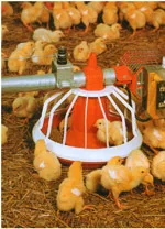Chicks at a feeder